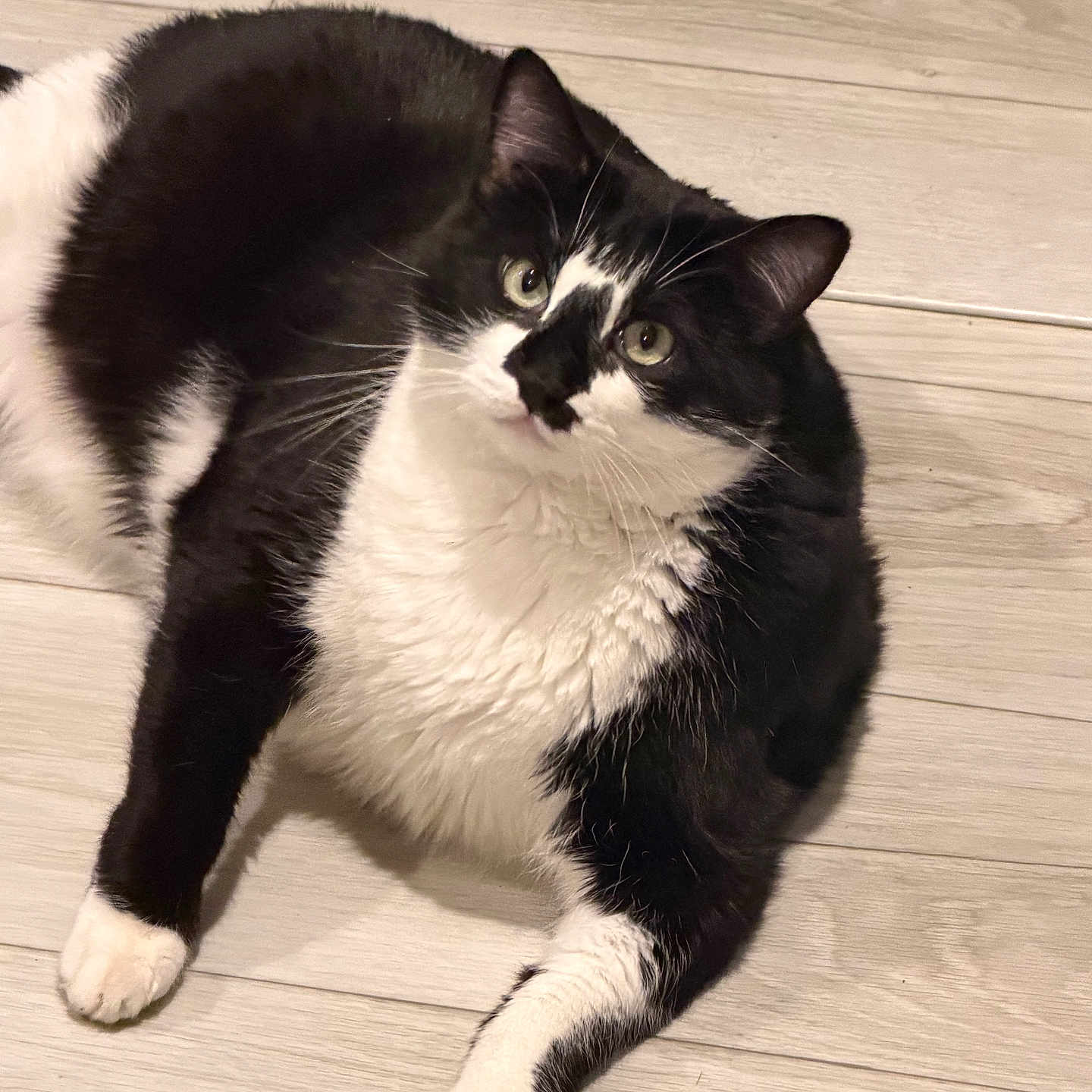 Jerry joined the competition — help win amazing prizes! cat, black_and_white, pet, feline, animal, indoor, floor, wooden_floor, cute, curious, lying_down, fur, whiskers, paws, domestic_animal, relaxed, looking_up, mammal, companion, portrait