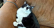 Jerry joined the competition — help win amazing prizes! cat, black_and_white, fluffy, couch, brown, indoor, pet, relaxed, feline, fur, animal, curious, home, cozy, sitting, tail, whiskers, paw, window, curtain