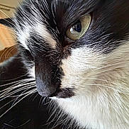 Jerry joined the competition — help win amazing prizes! cat, close_up, black_and_white, whiskers, eye, feline, pet, fur, portrait, animal, indoor, face, focus, soft_light, cute, domestic_animal, curious, texture, muzzle, nose