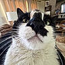 Jerry joined the competition — help win amazing prizes! cat, close_up, black_and_white, whiskers, nose, indoor, curious, pet, feline, fur, animal, house, lamp, curtains, furniture, portrait, face, closeup, domestic, cozy