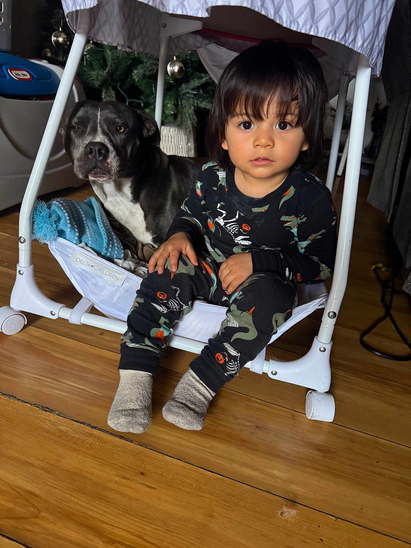 Giovanni joined the competition — help win amazing prizes! toddler, child, dog, pajamas, indoor, wooden_floor, baby_chair, pet, black_dog, white_dog, christmas_tree, holiday_decor, socks, furniture, curly_hair, face, floor, blanket, toy, cozy