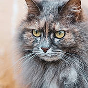 Joy a rejoint le concours — aidez-le/la à gagner de superbes lots ! cat, fluffy, long_hair, yellow_eyes, close_up, portrait, animal, pet, feline, whiskers, ears, nose, fur, outdoor, soft_background, muzzle, focus, cute, domestic_animal, calm