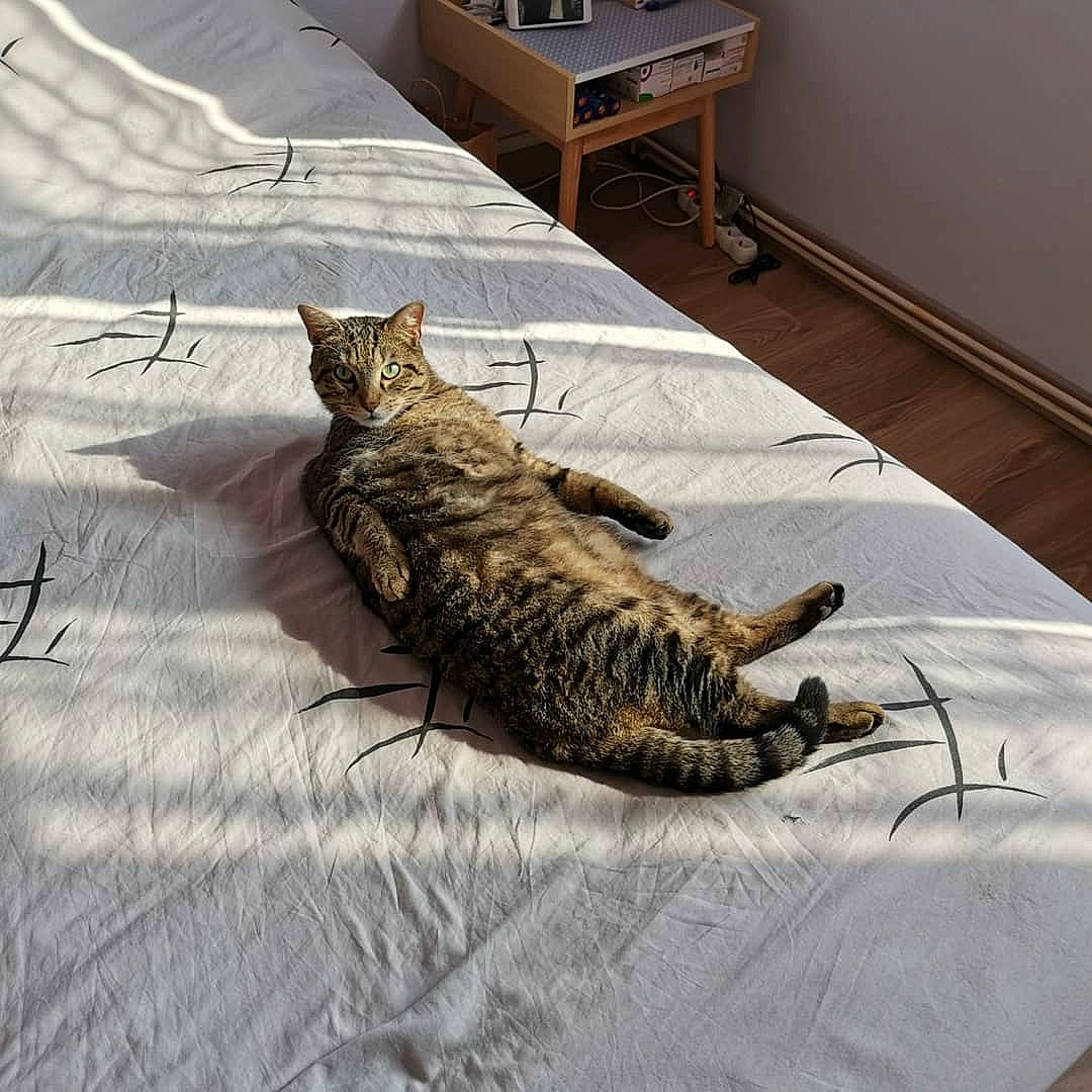 Pitou a rejoint le concours — aidez-le/la à gagner de superbes lots ! bengal, california_spangled, carnivore, cat, claw, domestic_short_haired_cat, dragon_li, egyptian_mau, european_shorthair, felidae, fur, kitten, ocicat, pixie_bob, small_to_medium_sized_cats, tabby_cat, tail, toyger, whiskers, wild_cat