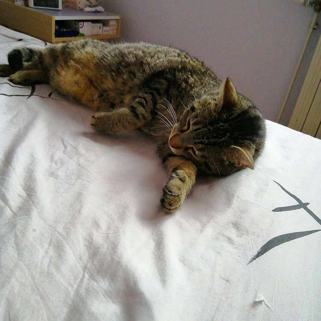 Pitou a rejoint le concours — aidez-le/la à gagner de superbes lots ! carnivore, cat, claw, domestic_short_haired_cat, dragon_li, ear, european_shorthair, felidae, fur, kitten, nap, polydactyl_cat, sleep, small_to_medium_sized_cats, tabby_cat, tail, whiskers