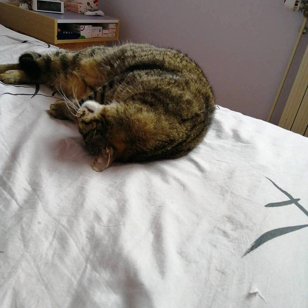 Pitou a rejoint le concours — aidez-le/la à gagner de superbes lots ! carnivore, cat, comfort, domestic_short_haired_cat, dragon_li, ear, european_shorthair, felidae, fur, furniture, nap, sleep, small_to_medium_sized_cats, tabby_cat, tail, whiskers