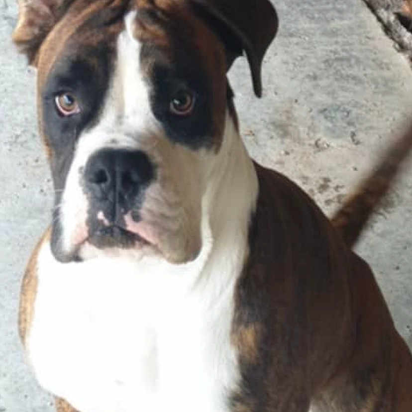 Urus a rejoint le concours — aidez-le/la à gagner de superbes lots ! alert, animal, brindle, canine, companion, concrete_floor, curious, dog, friendly, indoor, looking_up, mammal, pants, pet, portrait, shoes, sitting, sneakers, tail, white_paws