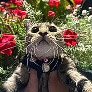 My Melody Luna Avila joined the competition — help win amazing prizes! cat, whiskers, close_up, wide_eyes, collar, heart_pendant, flower_garden, red_flowers, white_flowers, greenery, outdoor, pet, animal, curious, fur, nature, hands, portrait, cute, vibrant