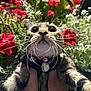 cat, whiskers, close_up, wide_eyes, collar, heart_pendant, flower_garden, red_flowers, white_flowers, greenery, outdoor, pet, animal, curious, fur, nature, hands, portrait, cute, vibrant