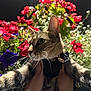 cat, tabby, flowers, red_flowers, purple_flowers, whiskers, pet, animal, outdoor, nature, hands, collar, night, closeup, flora, greenery, cute, fur, portrait, curious