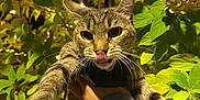 My Melody Luna Avila joined the competition — help win amazing prizes! cat, tabby_cat, animal, pet, tongue_out, hand, sleeve, green_leaves, plants, night, fairy_lights, outdoor, closeup, whiskers, cute, fur, eyes, nature, portrait, playful