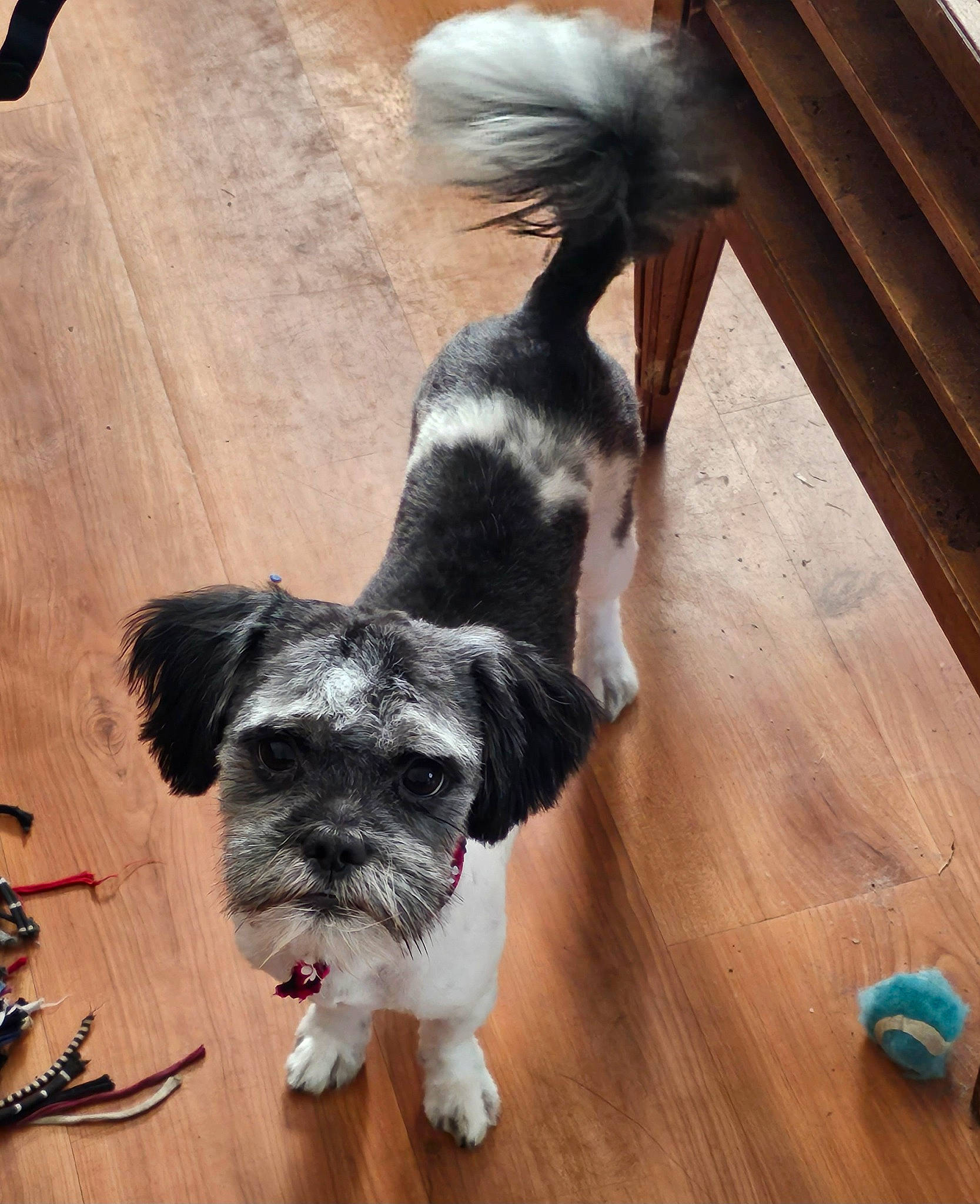 Bacon is registered to the contest to win money with this photo: canidae, carnivore, collar, companion_dog, dog, dog_breed, dog_collar, flooring, fur, hardwood, plank, snout, sporting_group, tail, toy_dog, varnish, wood, wood_stain, working_animal, working_dog