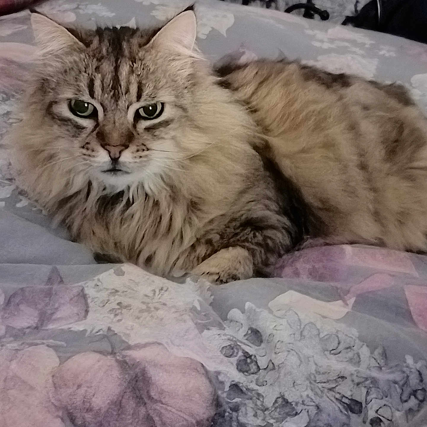 Minette a rejoint le concours — aidez-le/la à gagner de superbes lots ! animal, bed, blanket, cat, cozy, cute, domestic_cat, ears, eyes, feline, fluffy, fur, indoor, laying_down, pastel_colors, pattern, pet, resting, soft, whiskers