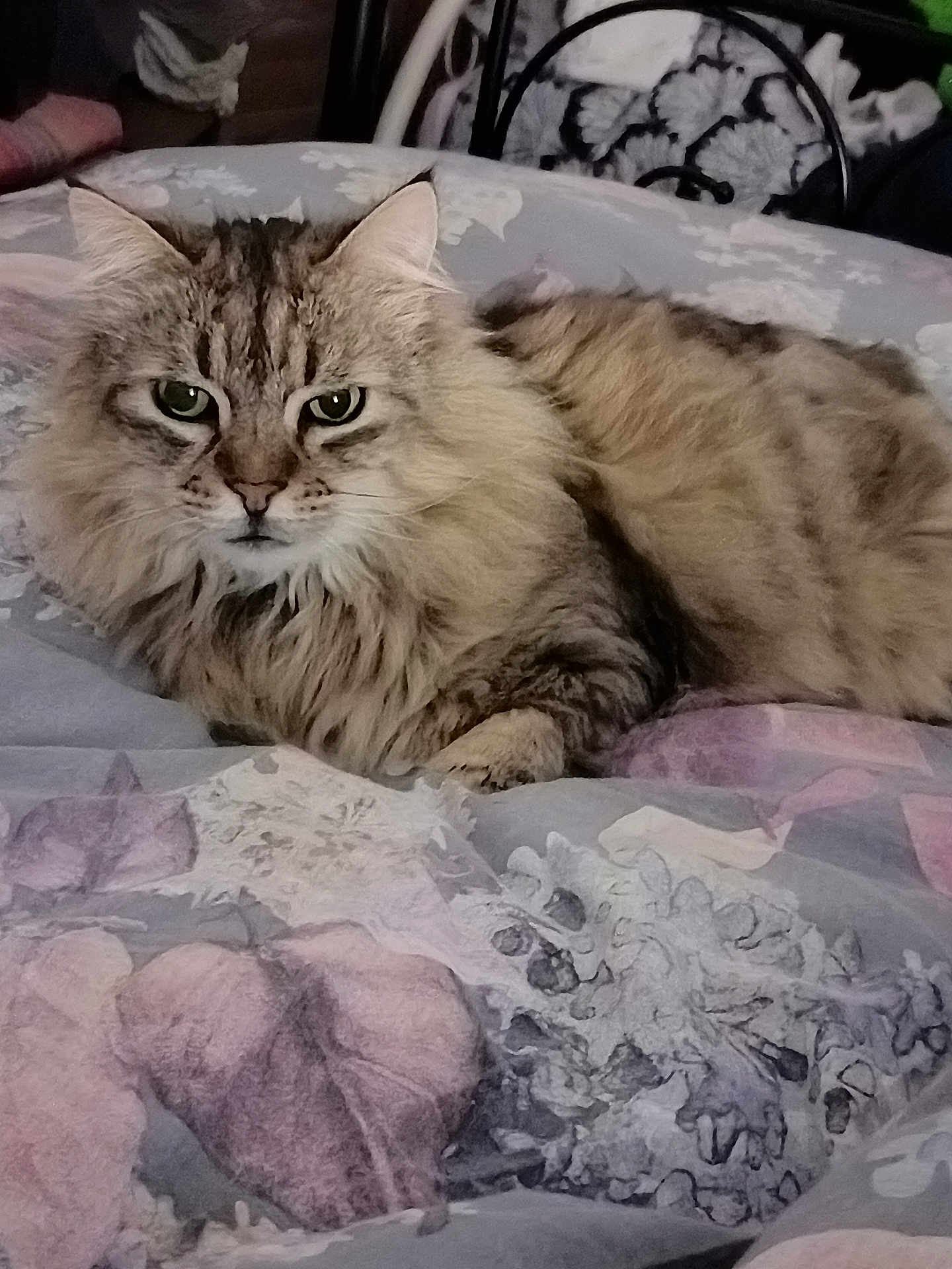 Minette a rejoint le concours — aidez-le/la à gagner de superbes lots ! cat, fluffy, bed, blanket, animal, pet, fur, resting, indoor, cozy, pattern, pastel_colors, laying_down, domestic_cat, whiskers, ears, eyes, soft, cute, feline