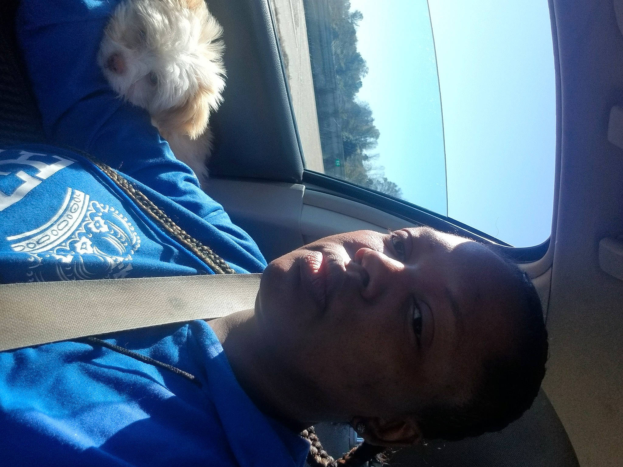 Red joined the competition — help win amazing prizes! air_travel, briquet_griffon_vendeen, carnivore, companion_dog, daylighting, dog, dog_breed, fixture, goldendoodle, jaw, labradoodle, mammal, neck, public_transport, selfie, small_terrier, sporting_group, terrier, throat, toy_dog