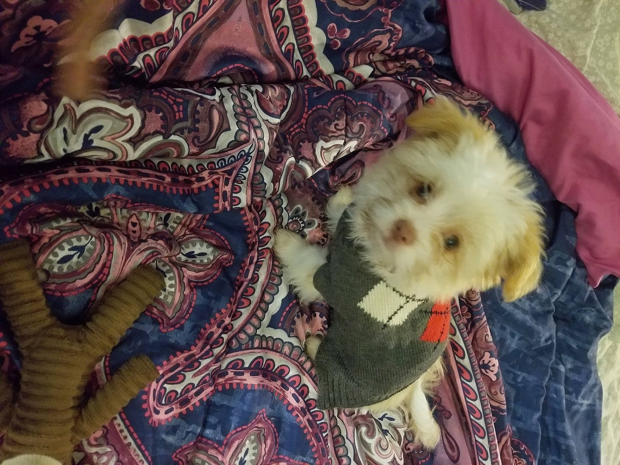 Red joined the competition — help win amazing prizes! bichon, canidae, carnivore, companion_dog, dog, dog_breed, fur, linens, maltepoo, motif, non_sporting_group, pet_supply, pomeranian, puppy, small_terrier, spitz, textile, toy_dog, vertebrate, working_animal