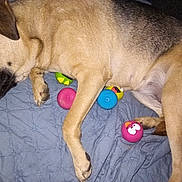 Pup Pup joined the competition — help win amazing prizes! dog, sleeping, bed, blue_quilt, toy, rubber_toy, colorful, paw, fur, pet, animal, relaxed, indoor, cute, resting, canine, playful, pink_toy, yellow_toy, blue_toy