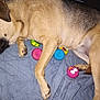 dog, sleeping, bed, blue_quilt, toy, rubber_toy, colorful, paw, fur, pet, animal, relaxed, indoor, cute, resting, canine, playful, pink_toy, yellow_toy, blue_toy