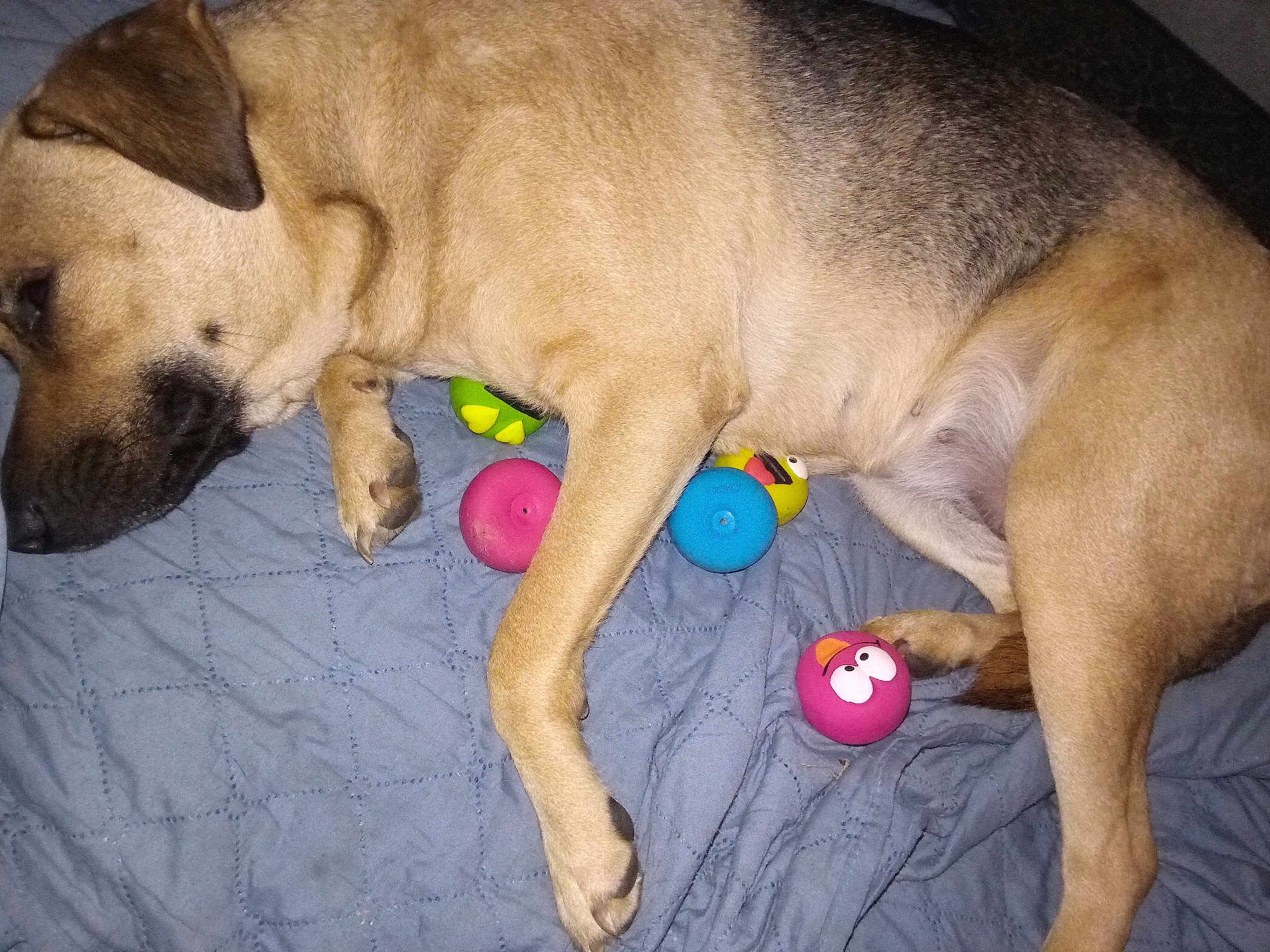 Pup Pup joined the competition — help win amazing prizes! dog, sleeping, bed, blue_quilt, toy, rubber_toy, colorful, paw, fur, pet, animal, relaxed, indoor, cute, resting, canine, playful, pink_toy, yellow_toy, blue_toy