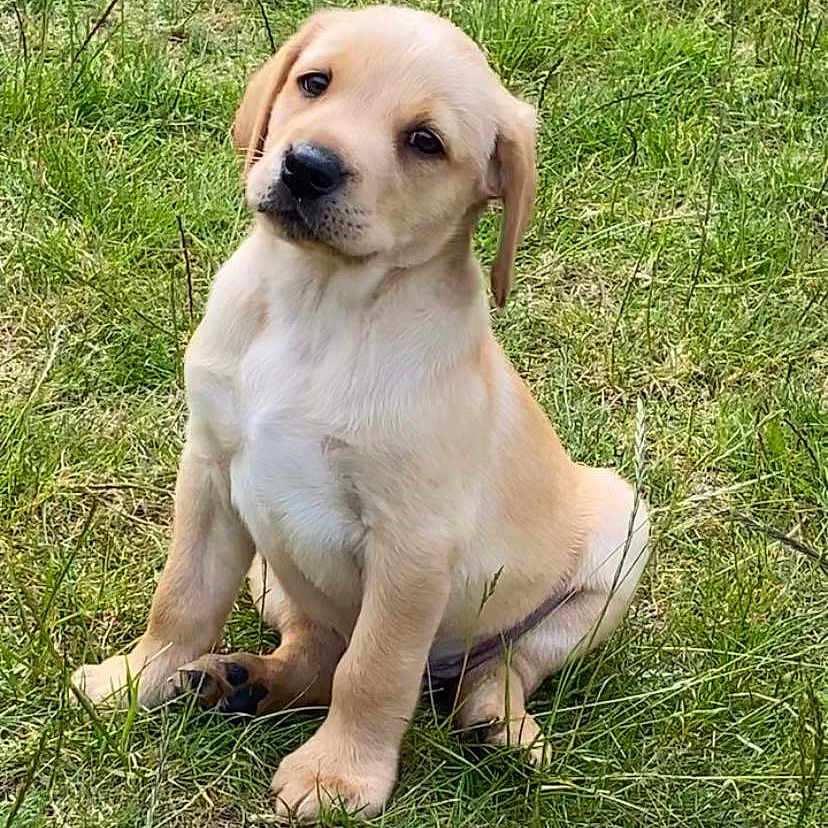 Apollo joined the competition — help win amazing prizes! adorable, animal, canine, cute, dog, ears, eyes, fur, grass, head_tilt, mammal, nature, outdoor, pet, playful, puppy, sitting, small, snout, young