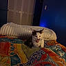 Sardine is registered to the contest to win money with this photo: cat, kitten, animal, pet, yawning, sleepy, sitting, bed, bedroom, pillow, blanket, bedspread, colorful, patterned, cozy, indoors, home, night, blue_lighting, portrait