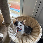 Sardine joined the competition — help win amazing prizes! cat, kitten, black_and_white, pet, animal, feline, collar, bell, cat_tree, hammock, plush, indoors, window, sunlight, portrait, sitting, lying_down, wide_eyes, cute, home
