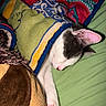 Sardine joined the competition — help win amazing prizes! cat, sleeping, black_and_white, pink_ear, blanket, bed, bedding, cozy, indoors, pet, feline, resting, paw, whiskers, closed_eyes, colorful, soft, relaxed, portrait, cute