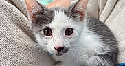 Sardine joined the competition — help win amazing prizes! cat, kitten, black_and_white, pet, animal, feline, portrait, close_up, wide_eyed, alert, sitting, blanket, couch, cozy, textile, blue_fabric, floral_pattern, indoors, whiskers, cute