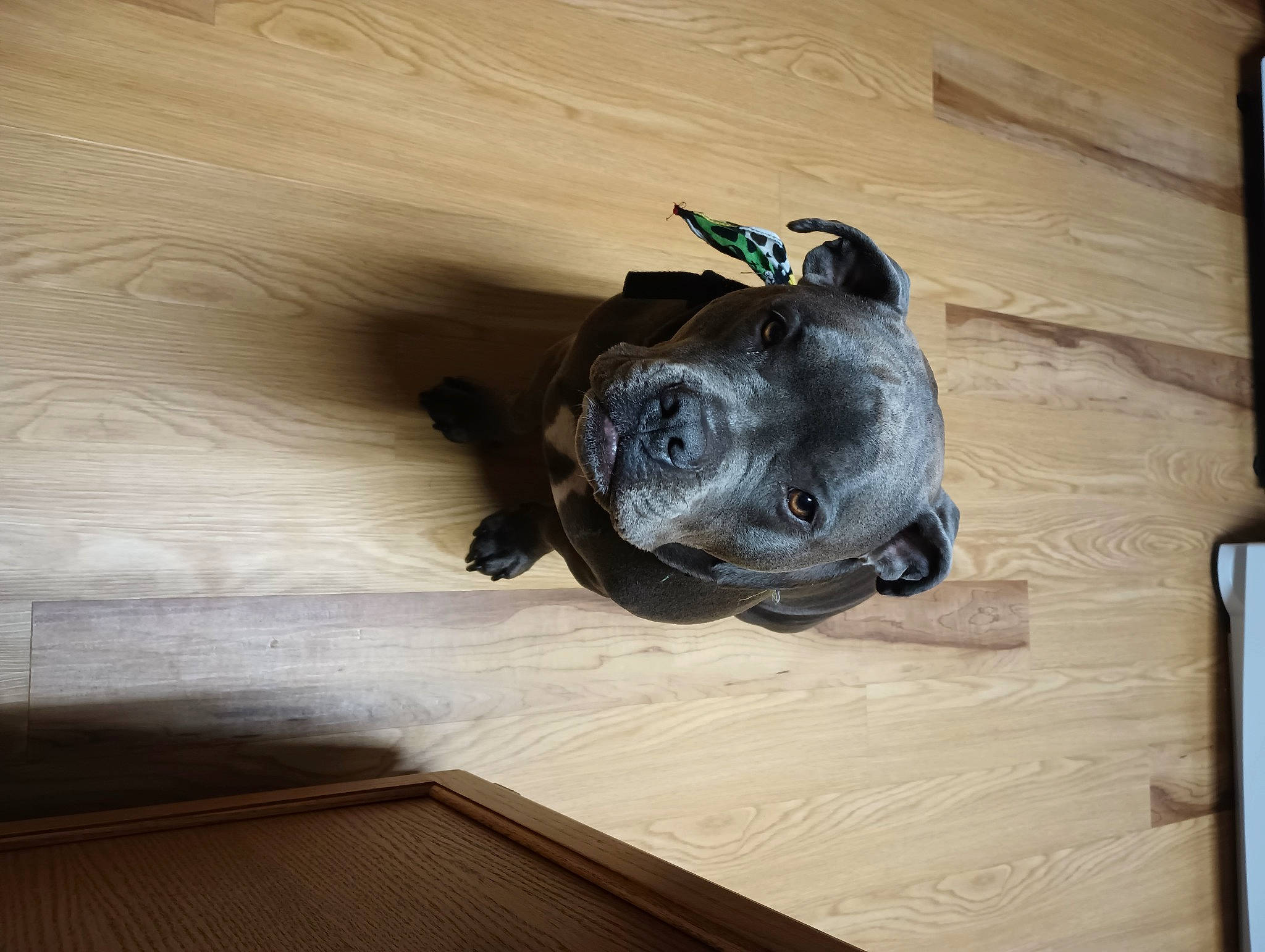 Zaylee joined the competition — help win amazing prizes! auto_part, automotive_tire, canidae, carnivore, companion_dog, dog_breed, electric_blue, fawn, flooring, gopher_tortoise, hardwood, personal_protective_equipment, plywood, reptile, snout, sporting_group, tints_and_shades, wood, wood_stain, working_animal