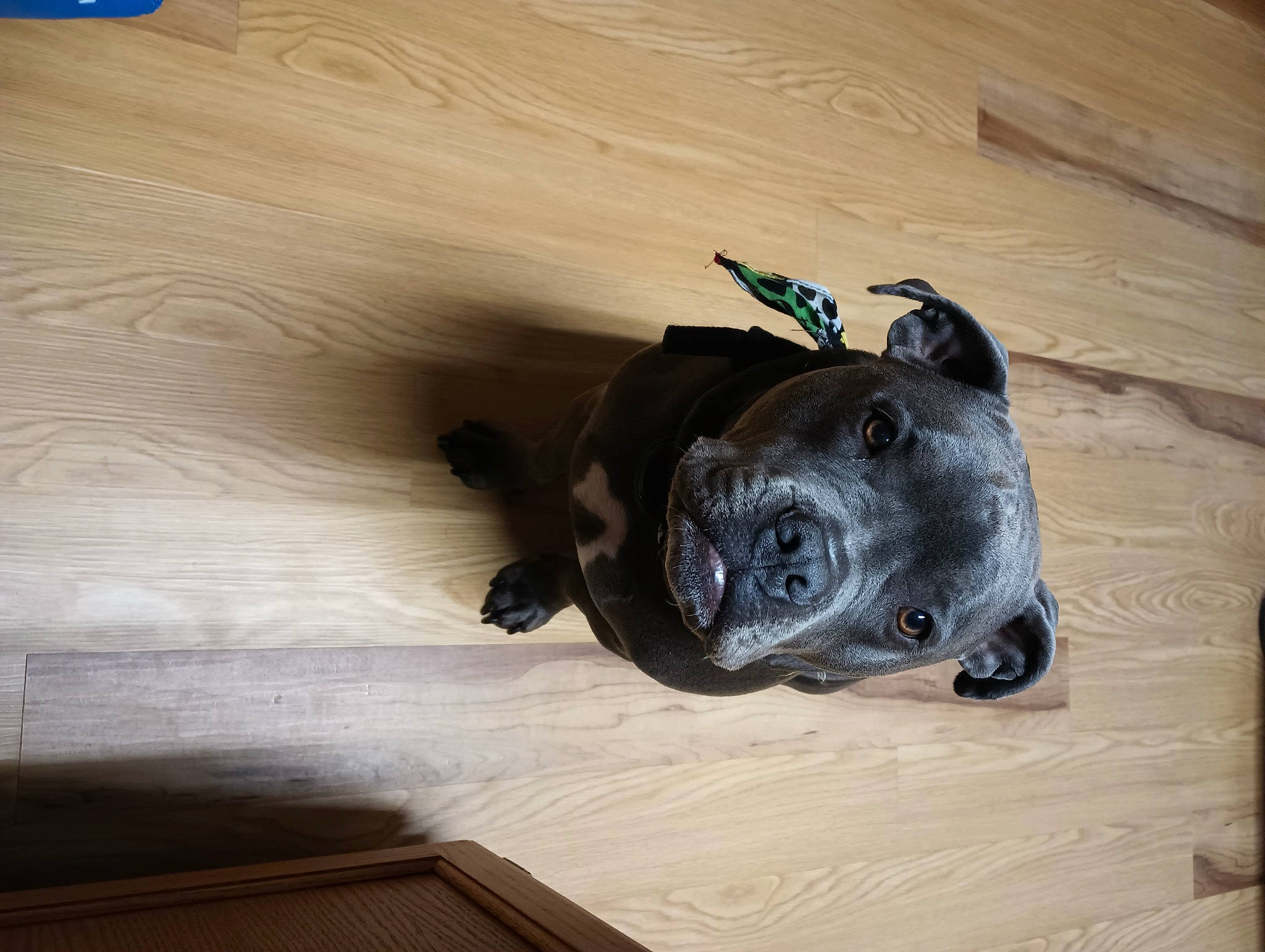 Zaylee is registered to the contest to win money with this photo: carnivore, dog_breed, electric_blue, fawn, flooring, hardwood, non_sporting_group, personal_protective_equipment, plywood, sculpture, snout, sporting_group, terrestrial_animal, varnish, wood, wood_flooring, wood_stain, working_animal