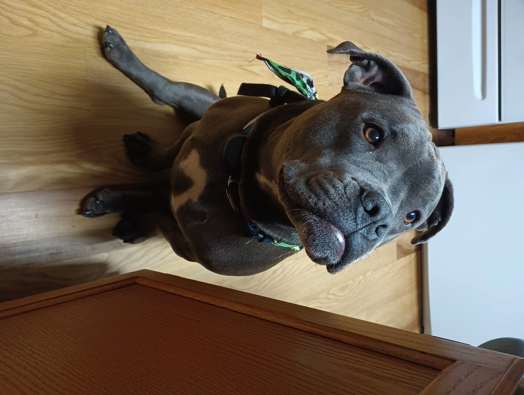 Zaylee joined the competition — help win amazing prizes! art, canidae, carnivore, collar, companion_dog, dog, dog_breed, dog_collar, fawn, guard_dog, hardwood, helmet, personal_protective_equipment, sculpture, snout, sporting_group, statue, wood, wood_stain, working_animal