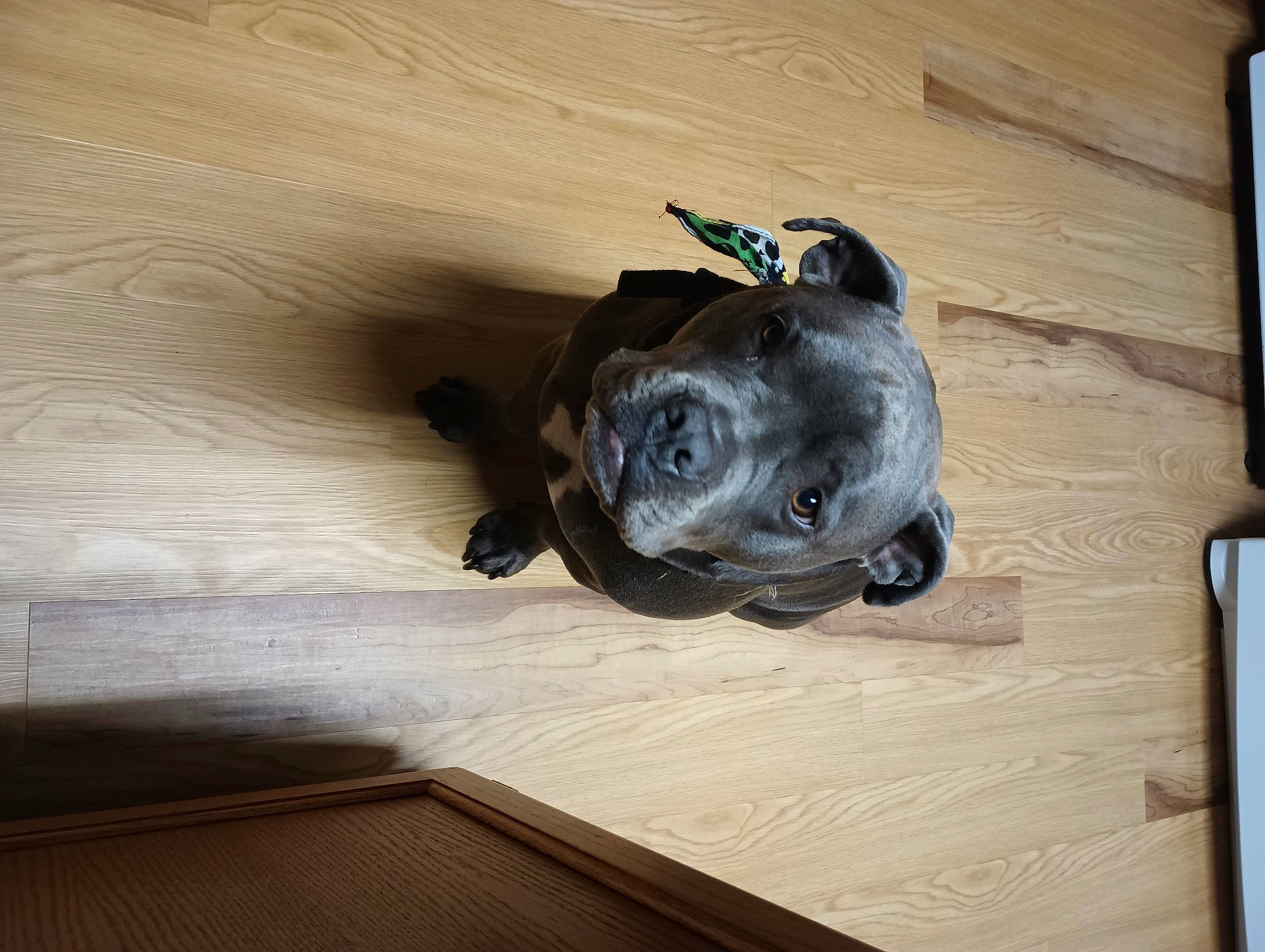 Zaylee joined the competition — help win amazing prizes! auto_part, automotive_tire, canidae, carnivore, companion_dog, dog, dog_breed, electric_blue, fawn, floor, flooring, hardwood, personal_protective_equipment, plywood, snout, sporting_group, wood, wood_flooring, wood_stain, working_animal