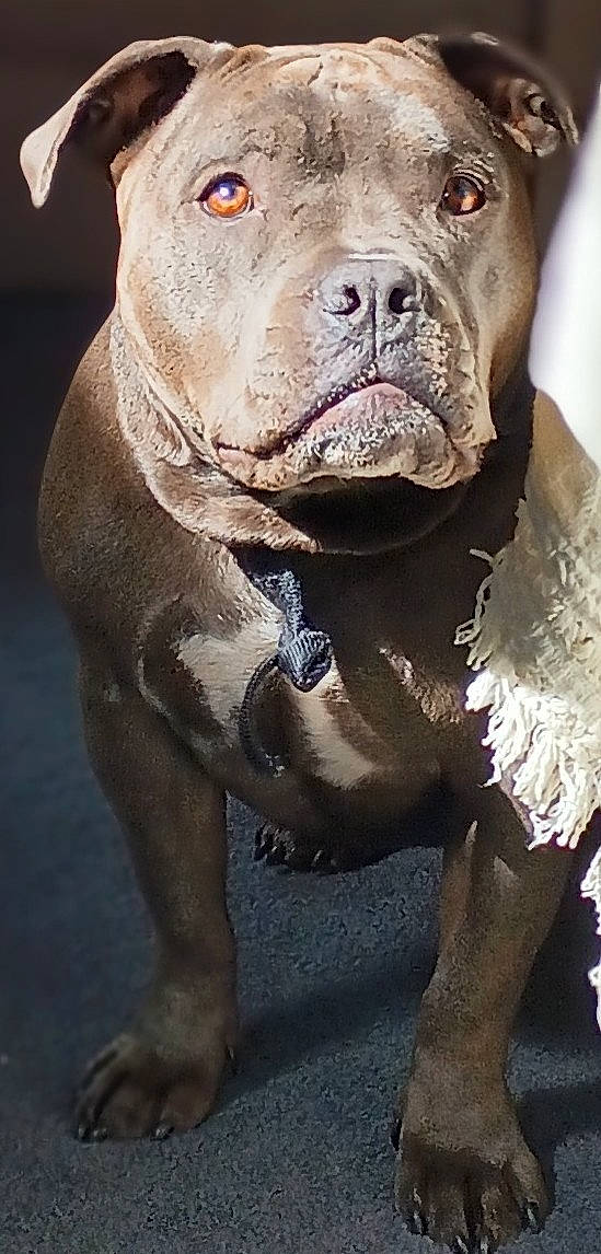 Zaylee is registered to the contest to win money with this photo: carnivore, collar, companion_dog, dog, dog_breed, dog_collar, fawn, fur, liver, non_sporting_group, photography, snout, sporting_group, terrestrial_animal, whiskers, working_dog