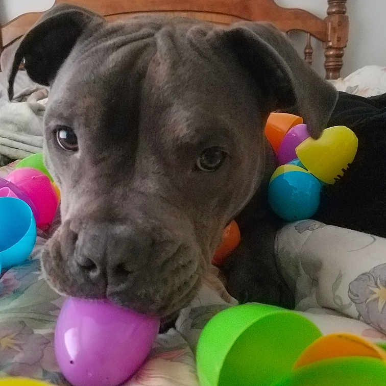 Zaylee is registered to the contest to win money with this photo: carnivore, collar, companion_dog, dog, dog_breed, dog_collar, dog_supply, dog_toy, event, fawn, party_supply, pet_supply, plastic, snout, sporting_group, sports_toy, stuffed_toy, toy, vertebrate, working_animal
