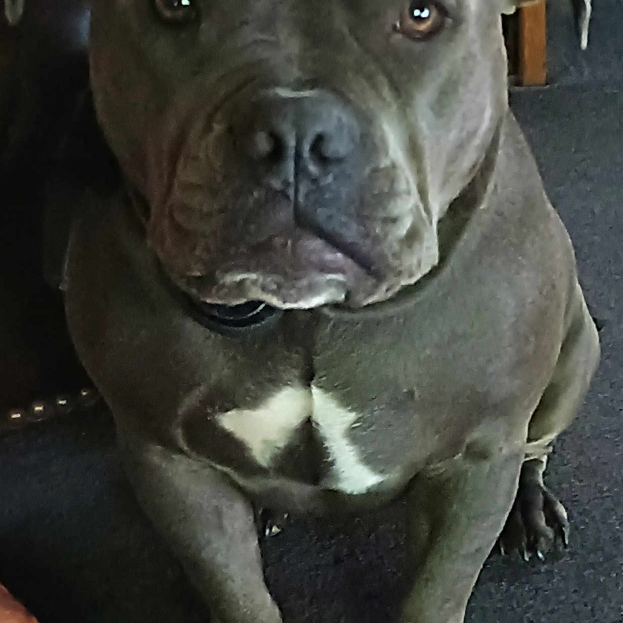 Zaylee