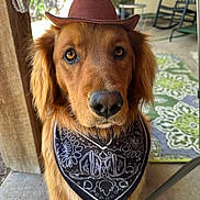Wally joined the competition — help win amazing prizes! dog, golden_retriever, hat, bandana, pet, outdoor, porch, rocking_chair, rug, brown, cute, animal, canine, looking_at_camera, domestic_animal, closeup, portrait, furry, pet_accessory, western_style