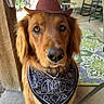 dog, golden_retriever, hat, bandana, pet, outdoor, porch, rocking_chair, rug, brown, cute, animal, canine, looking_at_camera, domestic_animal, closeup, portrait, furry, pet_accessory, western_style