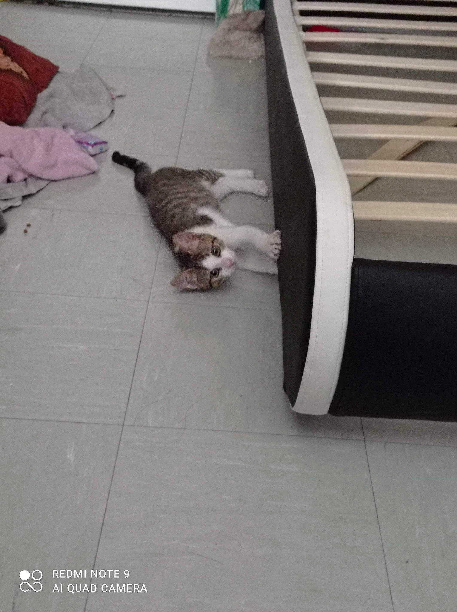 Papatton a rejoint le concours — aidez-le/la à gagner de superbes lots ! carnivore, cat, felidae, floor, flooring, hardwood, kitten, laminate_flooring, small_to_medium_sized_cats, tail, tile