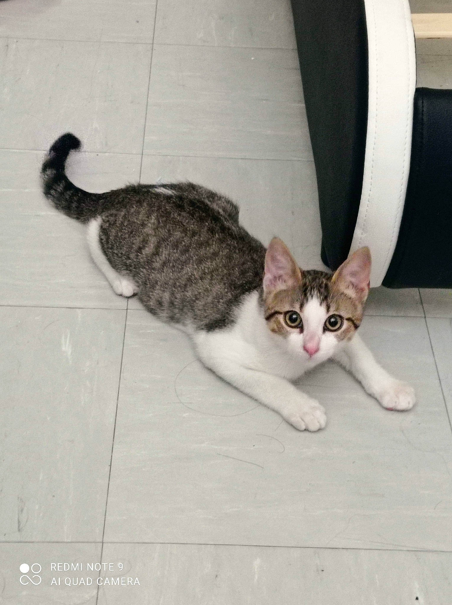 Papatton a rejoint le concours — aidez-le/la à gagner de superbes lots ! aegean_cat, american_wirehair, asian, carnivore, cat, domestic_short_haired_cat, european_shorthair, fawn, felidae, floor, german_rex, kitten, mammal, ojos_azules, photo_caption, small_to_medium_sized_cats, tabby_cat, tail, vertebrate, whiskers