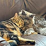 Pickles And Skittles joined the competition — help win amazing prizes! cat, tabby_cat, gray_cat, feline, pets, snuggling, couch, leather, fur, relaxed, cozy, indoor, animal, companionship, cute, whiskers, tail, ears, paw, resting