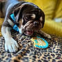 Dash is registered to the contest to win money with this photo: animal, birthday_cookie, black, blanket, bow_tie, brown, celebration, chewing, close_up, cute, dog, fur, indoor, leopard_print, paw, pet, pug, snack, white, yellow_background