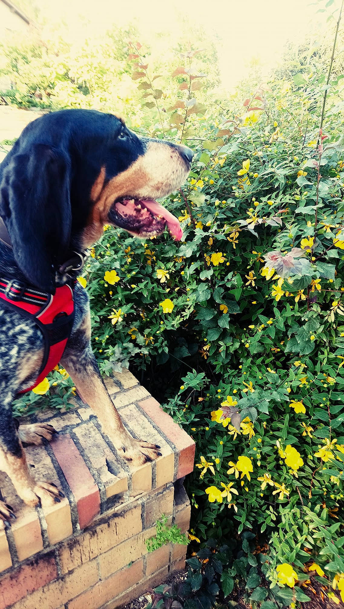 Irros participe au concours pour gagner de l'argent avec cette photo : autumn, canidae, carnivore, dog, flower, hunting_dog, plant, sporting_group, tree