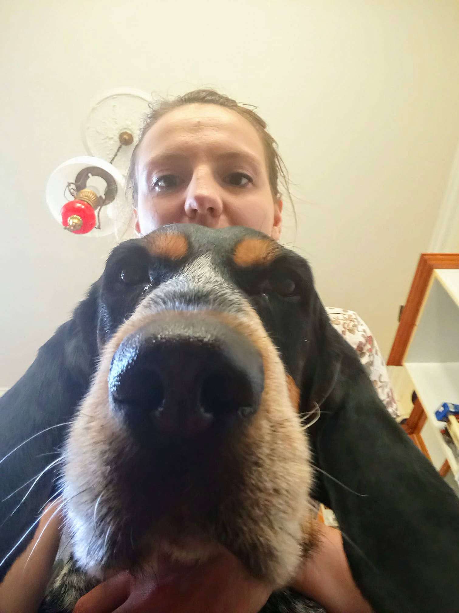 Irros a rejoint le concours — aidez-le/la à gagner de superbes lots ! beard, canidae, carnivore, dog, dog_breed, ear, facial_hair, head, jaw, nose, puppy_love, selfie, snout, sporting_group, whiskers