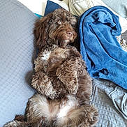 Charlie joined the competition — help win amazing prizes! dog, brown_dog, curly_fur, couch, blanket, pillow, relaxed, lying_down, indoor, pet, cozy, furniture, fur, canine, resting, home, domestic_animal, companion, cute, fluffy