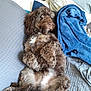dog, brown_dog, curly_fur, couch, blanket, pillow, relaxed, lying_down, indoor, pet, cozy, furniture, fur, canine, resting, home, domestic_animal, companion, cute, fluffy