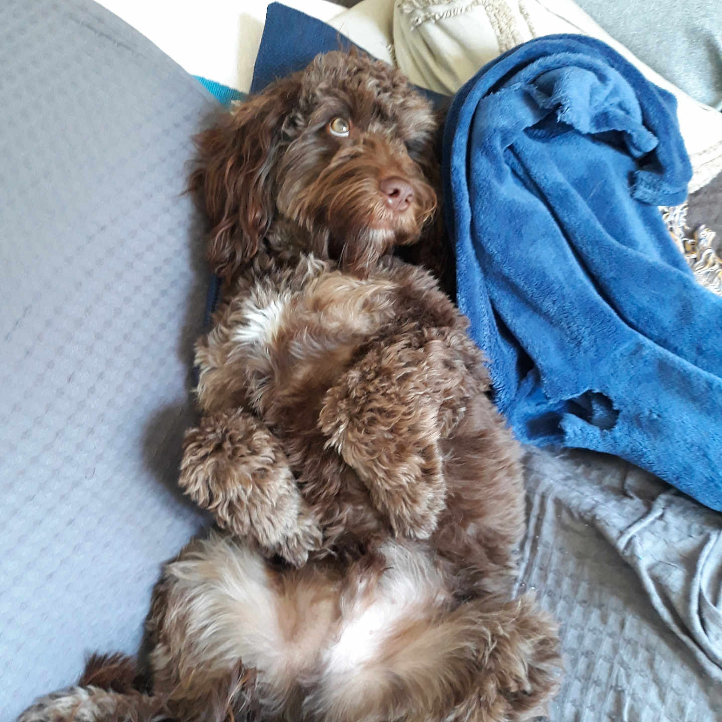 Charlie joined the competition — help win amazing prizes! blanket, brown_dog, canine, companion, couch, cozy, curly_fur, cute, dog, domestic_animal, fluffy, fur, furniture, home, indoor, lying_down, pet, pillow, relaxed, resting