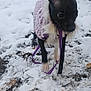 Bimmer is registered to the contest to win money with this photo: animal, black_dog, cold_weather, curious, dog, ears_up, furry, ground, leaf_litter, leash, nature, outdoor, pet, purple_sweater, small_dog, snow, tree, walking, winter, winter_clothing