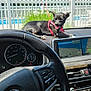 Bimmer is registered to the contest to win money with this photo: black_dog, bmw, car_controls, car_interior, cup_holder, dashboard, dog, drink_cup, gps_screen, greenery, harness, leisure, outdoor, pet, playful, steering_wheel, sunny, tongue_out, vehicle, white_fence