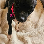 Bimmer is registered to the contest to win money with this photo: animal, bell, black_dog, blanket, closeup, collar, cozy, curious, cute, dog, ears, fluffy, fur, home, indoor, looking_up, pet, pink_collar, red_bow, small_dog