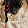 animal, bell, black_dog, blanket, closeup, collar, cozy, curious, cute, dog, ears, fluffy, fur, home, indoor, looking_up, pet, pink_collar, red_bow, small_dog