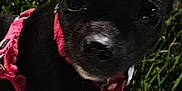 Bimmer joined the competition — help win amazing prizes! animal, black_dog, canine, close_up, companion, cute, dark, dog, domestic_animal, grass, harness, looking_at_camera, mammal, nature, night, outdoor, pet, reflection, small_dog, young_dog
